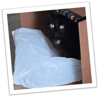 cat in a box