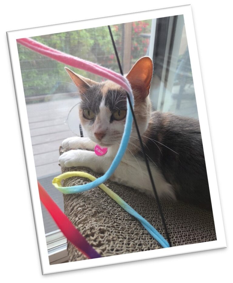color strings cat