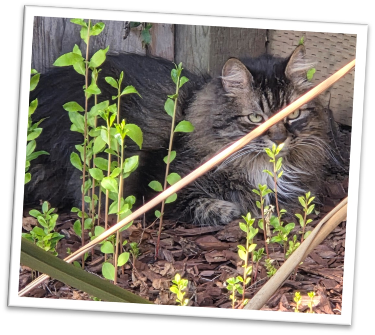 in the yard cat
