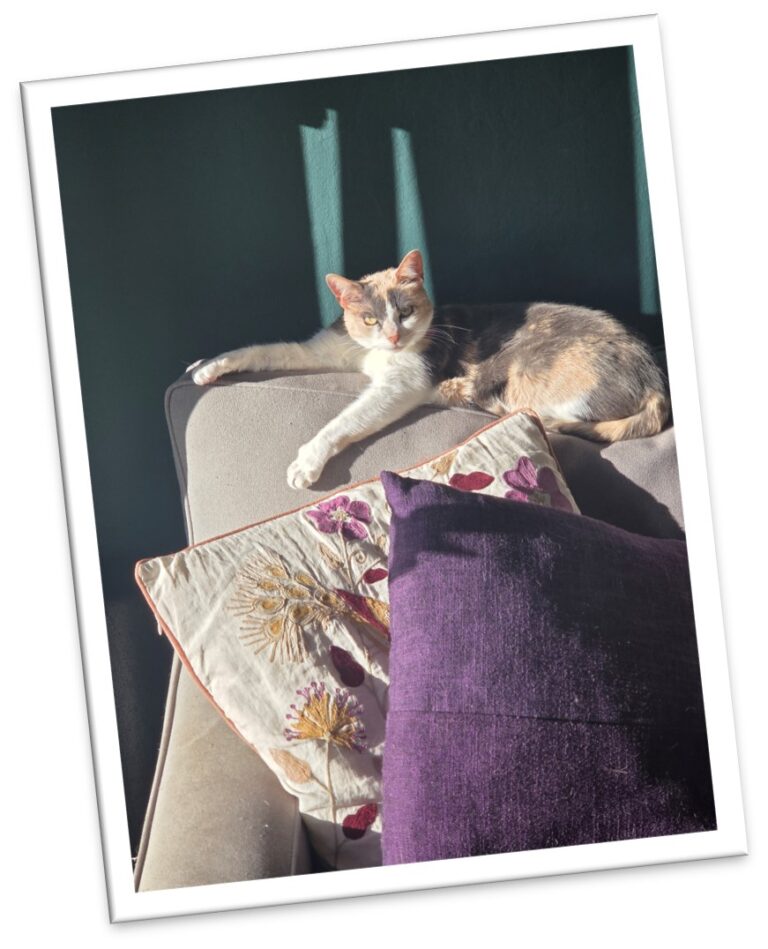 purple pillow cat