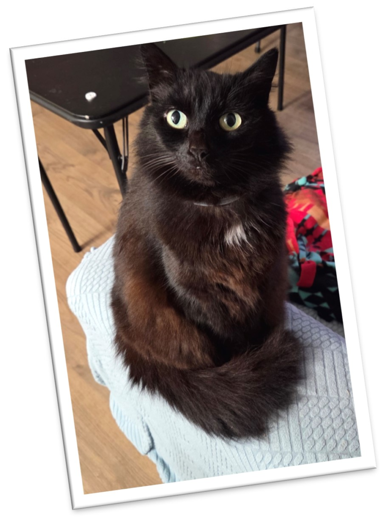 red scarf cat