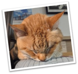 sleeping cat