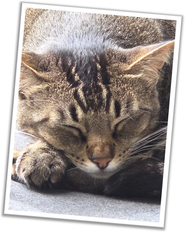 sleepy head