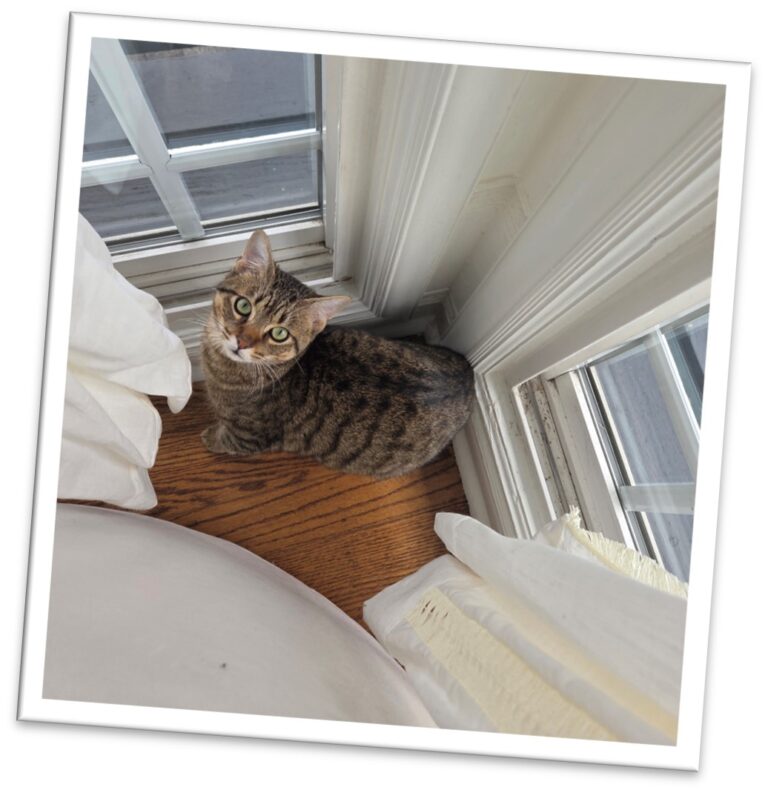 white curtain kitty